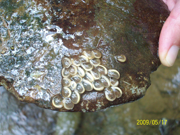 6 - Two-lined salamander eggs and larvae are often found during monitoring visits